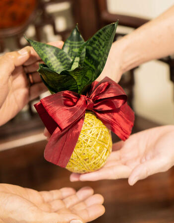Custom Artisanal Plant Arrangement for Gifting in Miri